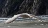 Alaska Bird
