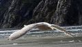 Alaska Bird