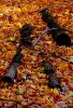 Logs in Leaves