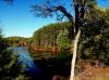 Pines Across A Lake HSP