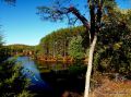 Pines Across A Lake HSP