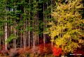 Pines at HSP