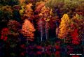Autumn Trees