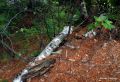 Birch Log  Lake Placid