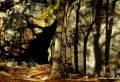 Cave in HSP