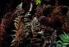 Fern Leaves