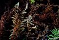 Fern Leaves