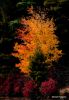 Flaming Tree HSP