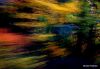 Foliage in Motion