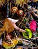 Leaves and Acorns