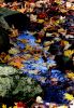 Leaves on Rocky Stream HSP