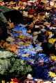 Leaves on Rocky Stream HSP
