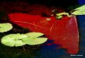 Red Canoe