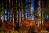 Reflection of Pines HSP