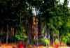 Reflection of Trees 1 HSP