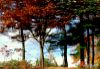 Reflection of Trees 2 HSP