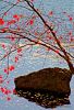 Rock and Tree HSP