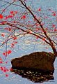 Rock and Tree HSP