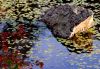 Rock in Lake