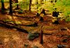 Woods in HSP