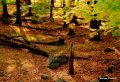 Woods in HSP