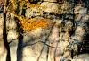 Yellow Leaves and Shadows