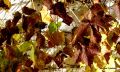 Yellow and Brown Leaves
